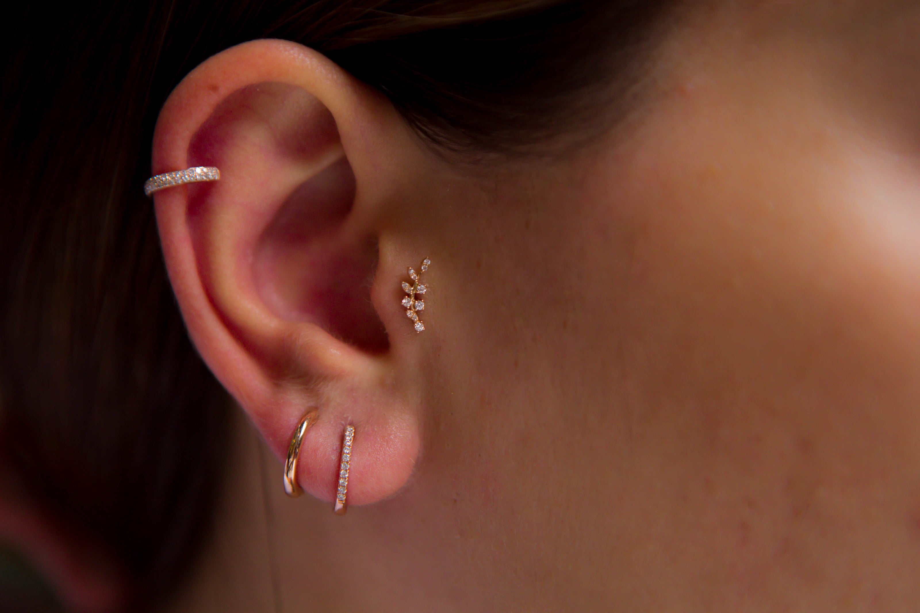 Dal Pırlanta Tragus