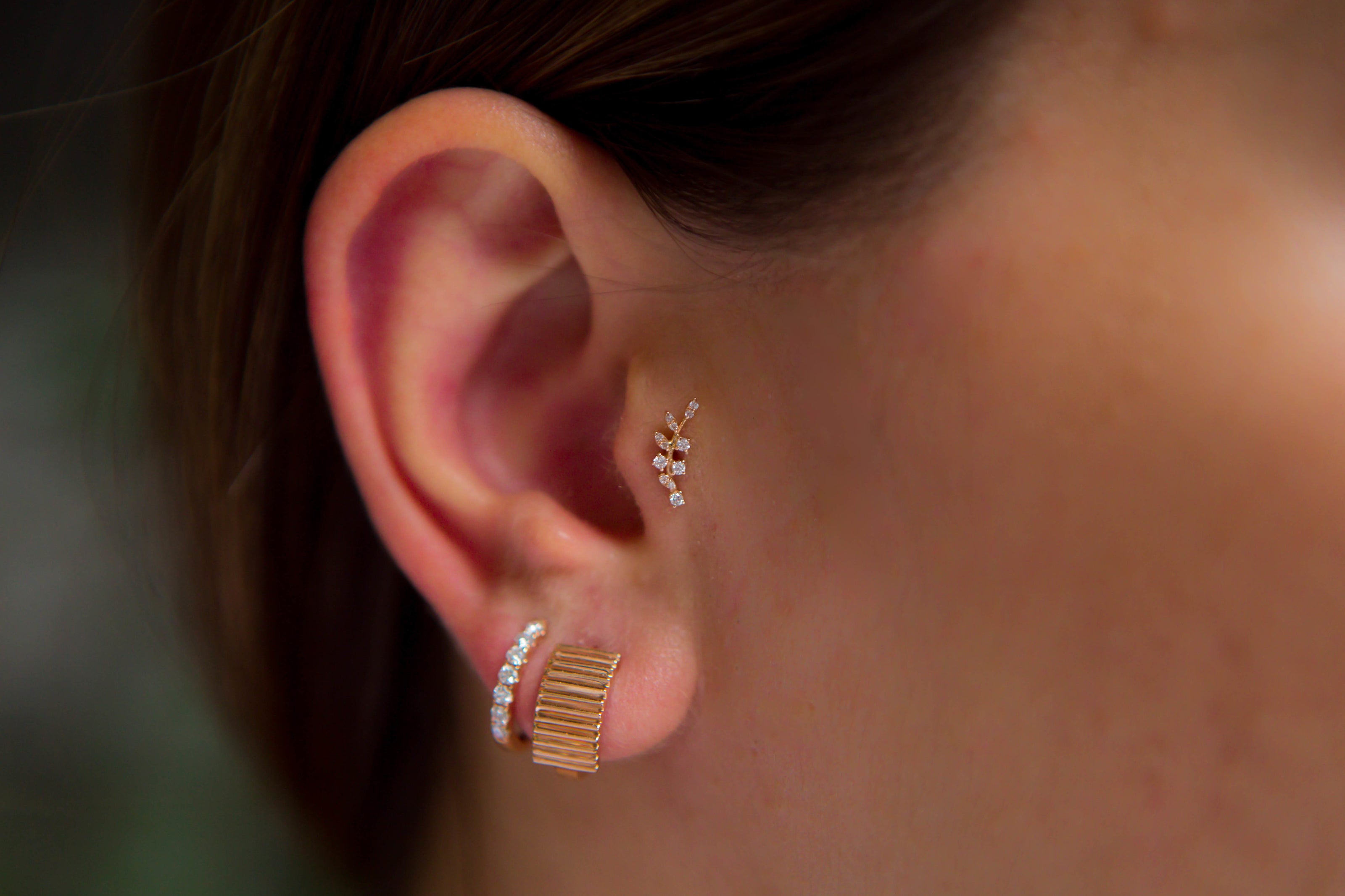 Dal Pırlanta Tragus